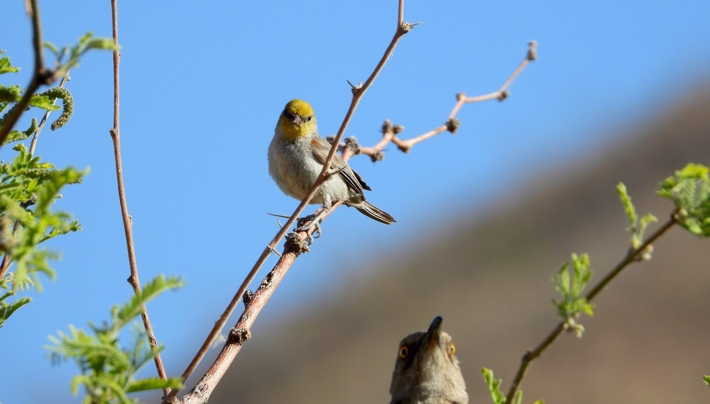 Verdin - ML641627908