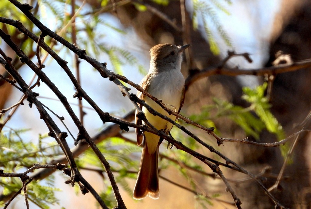 Ash-throated Flycatcher - ML641627916