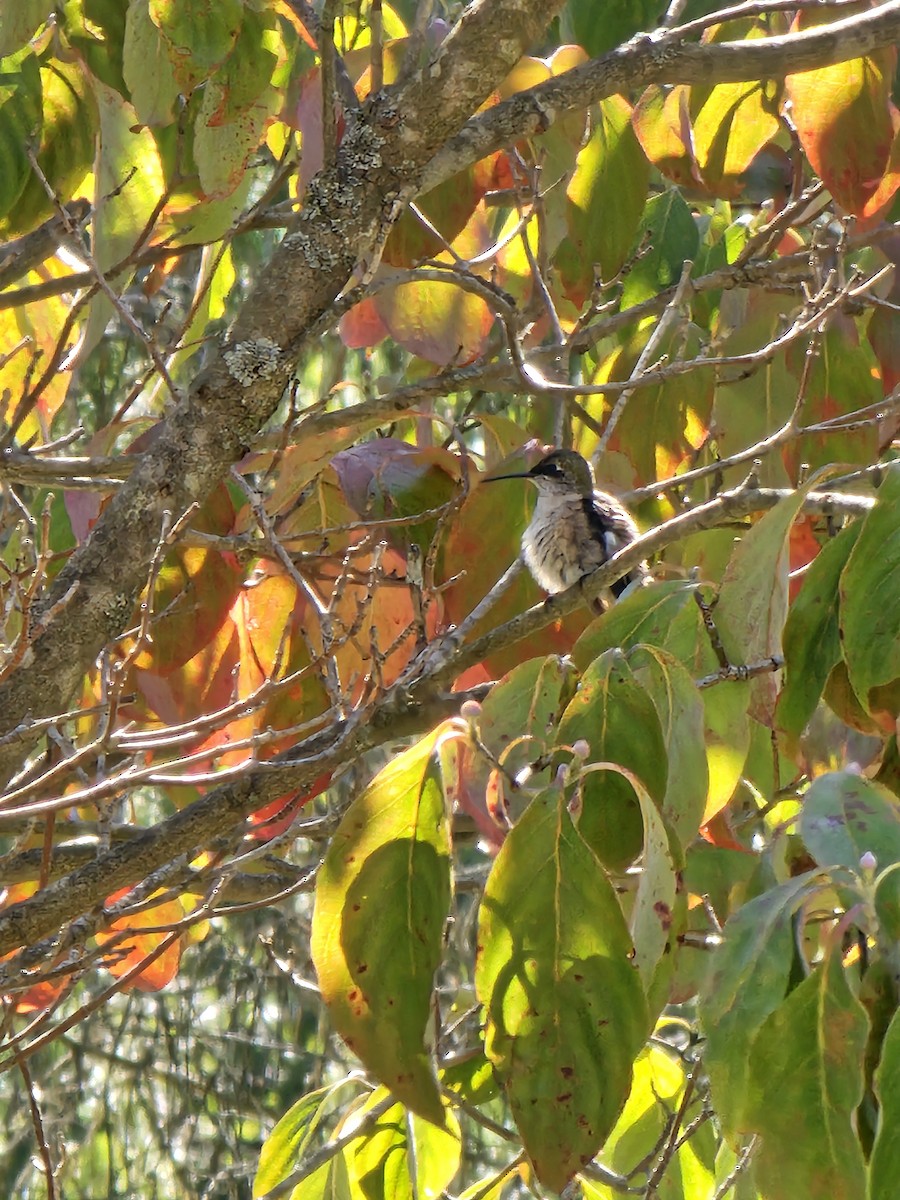 Ruby-throated Hummingbird - ML641627938