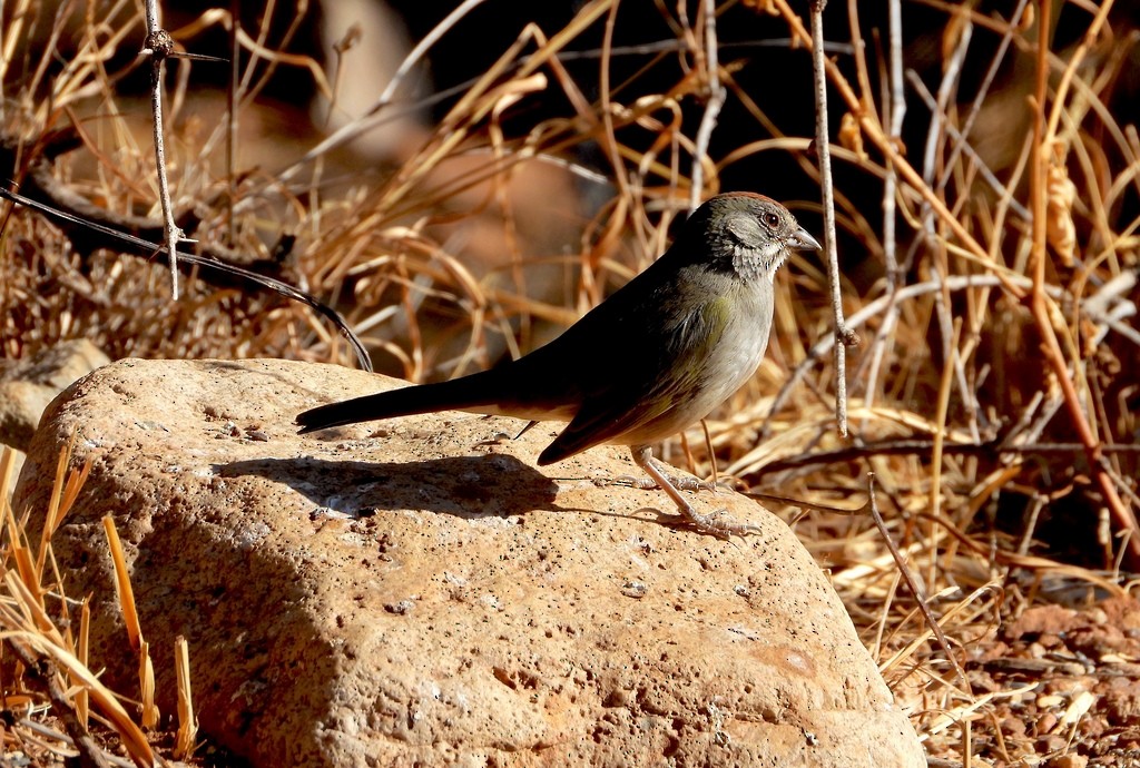 Green-tailed Towhee - ML641627942