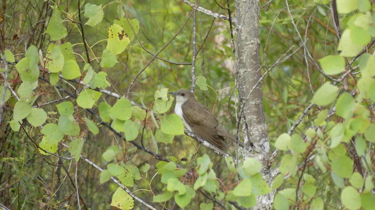 Black-billed Cuckoo - ML641627983