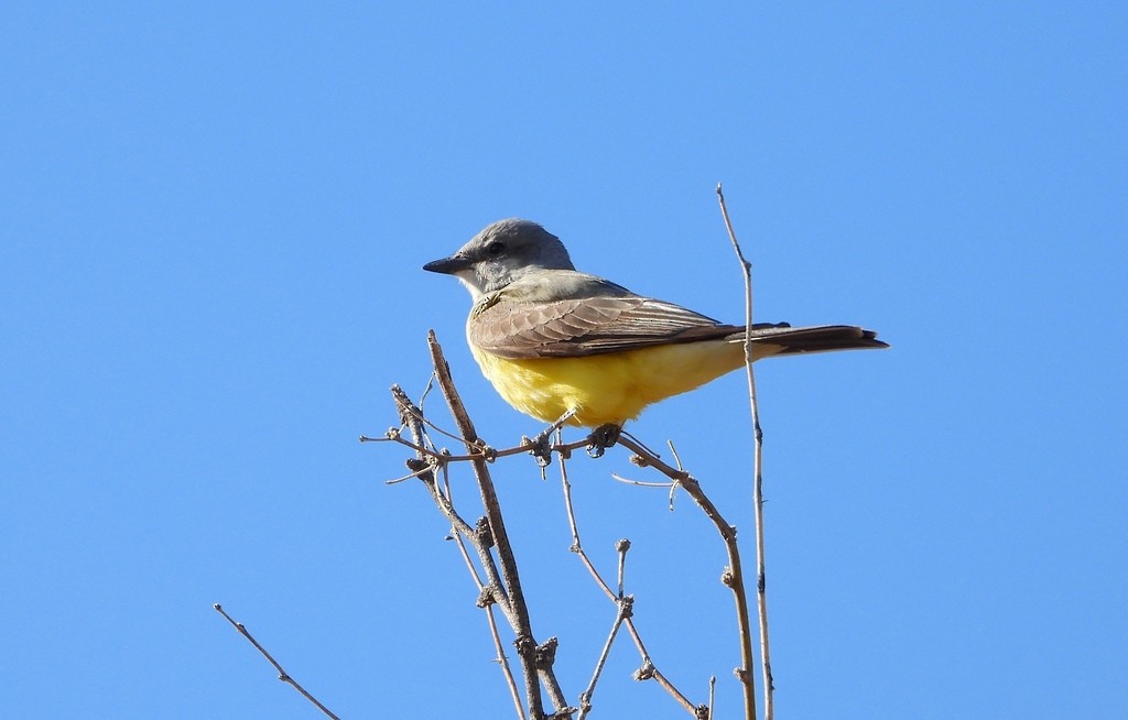 Western Kingbird - ML641627988