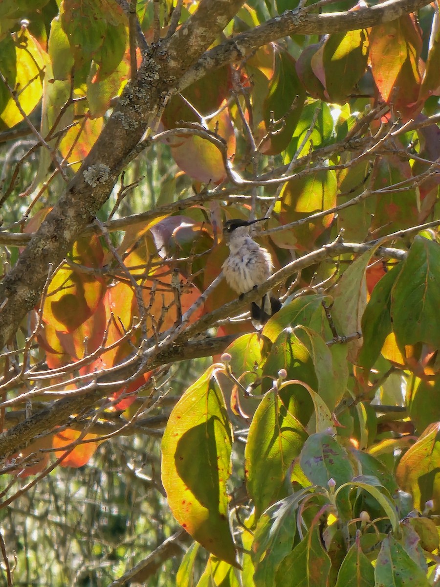 Ruby-throated Hummingbird - ML641628030