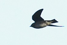 Purple Martin - ML641628087