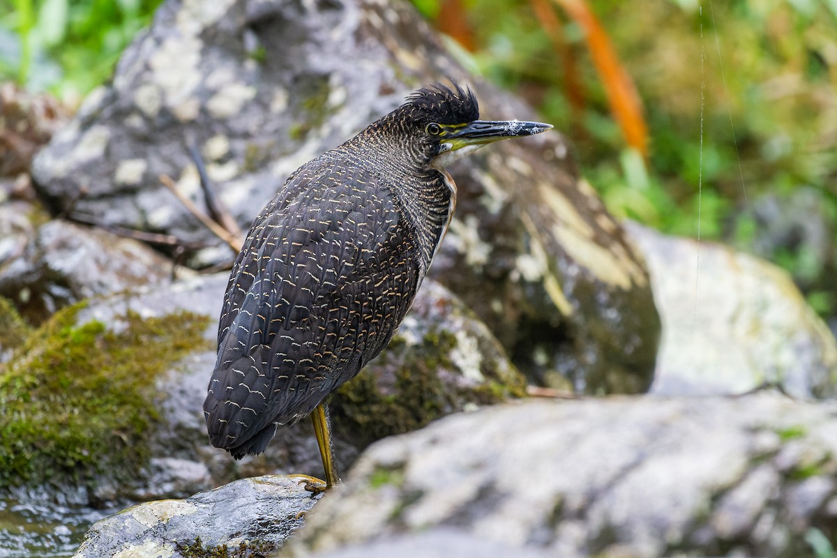 Fasciated Tiger-Heron - ML641628093