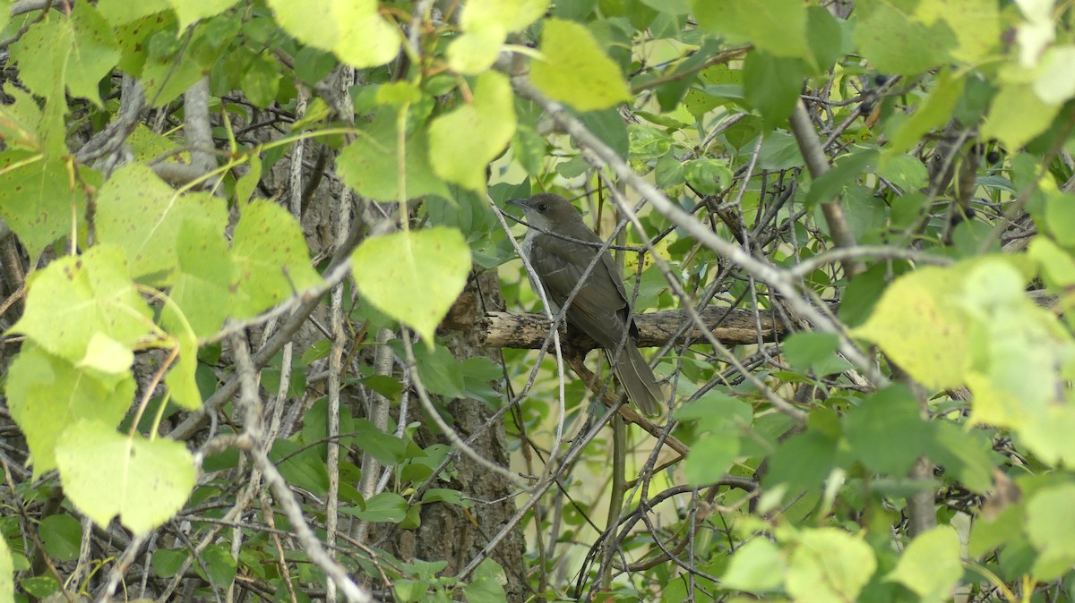 Black-billed Cuckoo - ML641628107