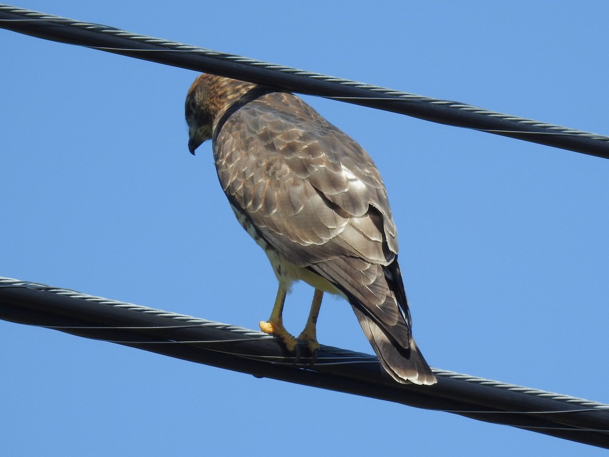 Broad-winged Hawk - ML641628114