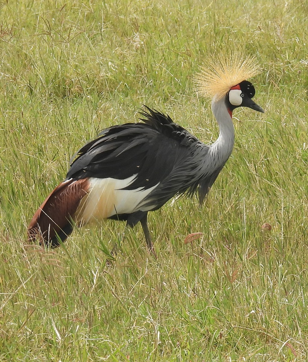Gray Crowned-Crane - ML641628123
