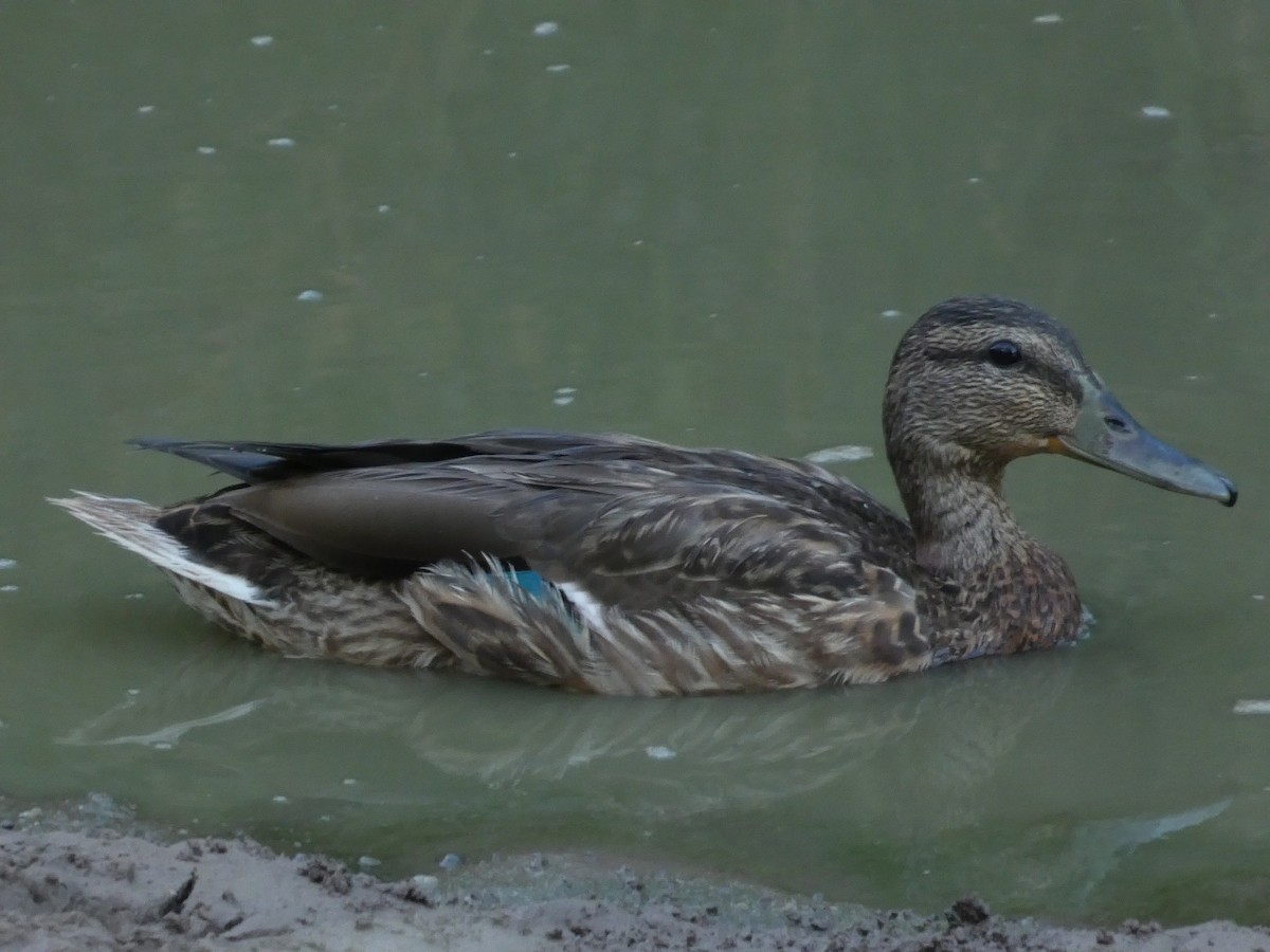 Mallard x Mexican Duck (hybrid) - ML641628129