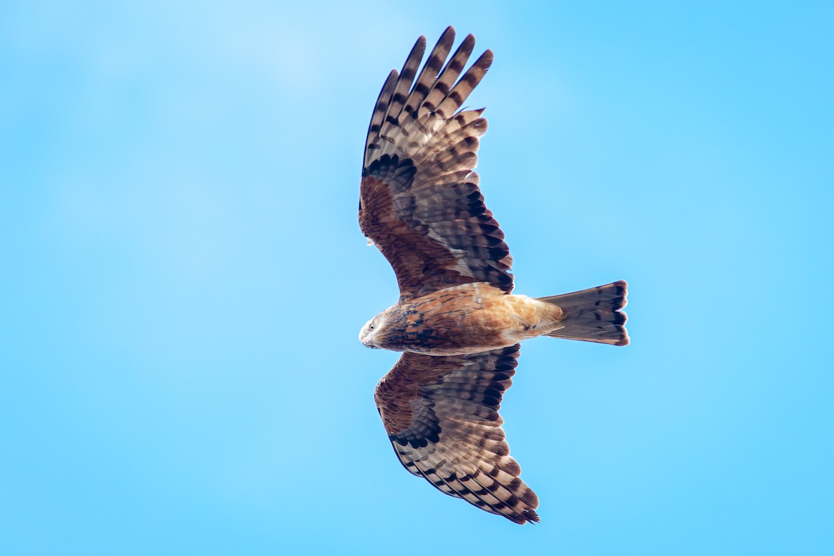 Square-tailed Kite - ML641628152