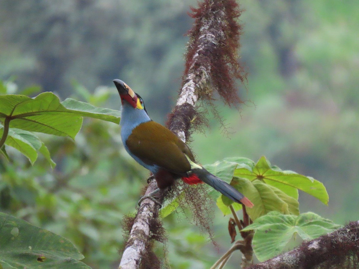 Plate-billed Mountain-Toucan - ML641628187