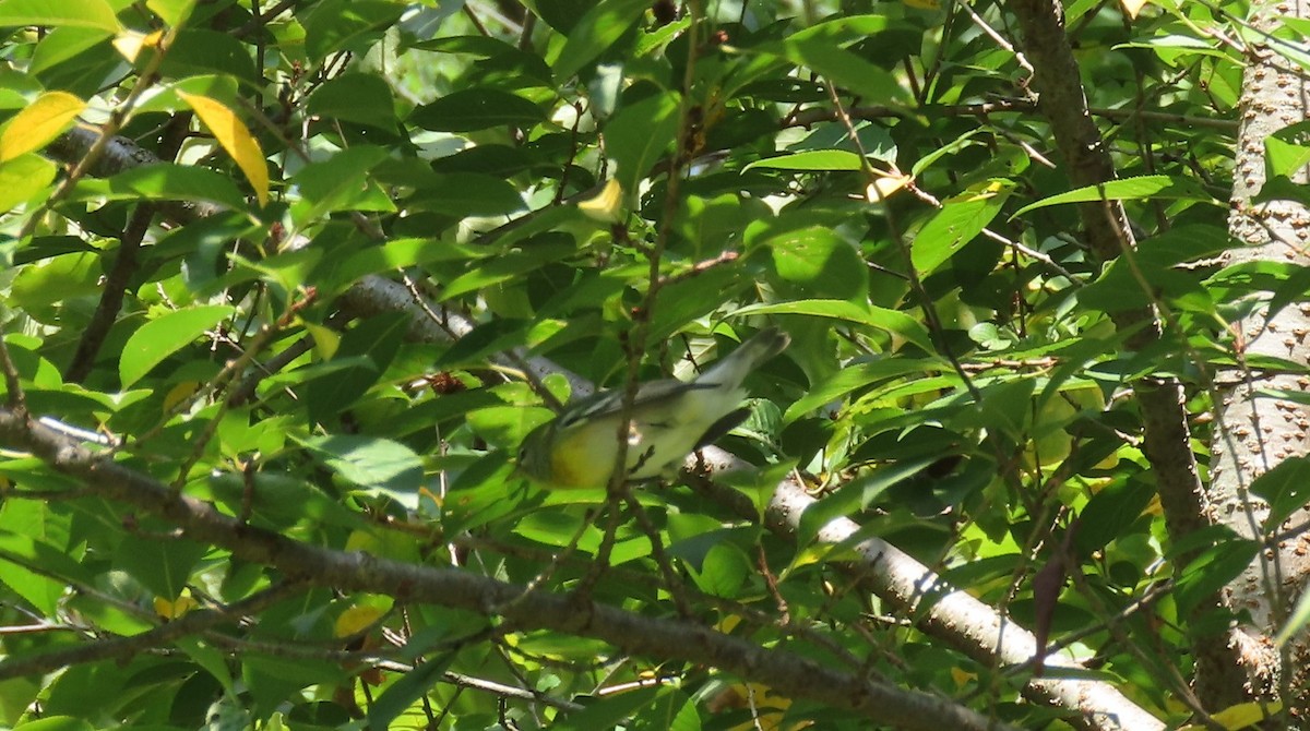 Northern Parula - ML641628190