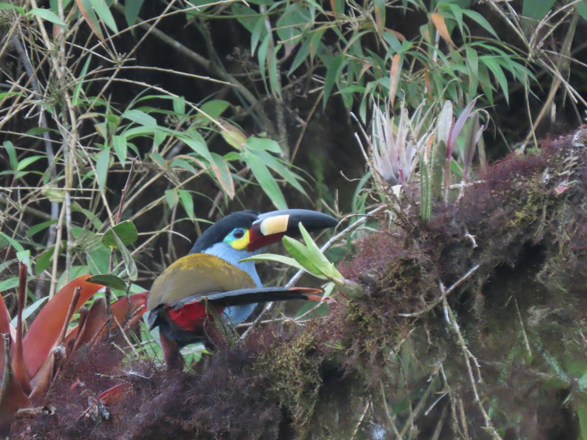 Plate-billed Mountain-Toucan - ML641628212