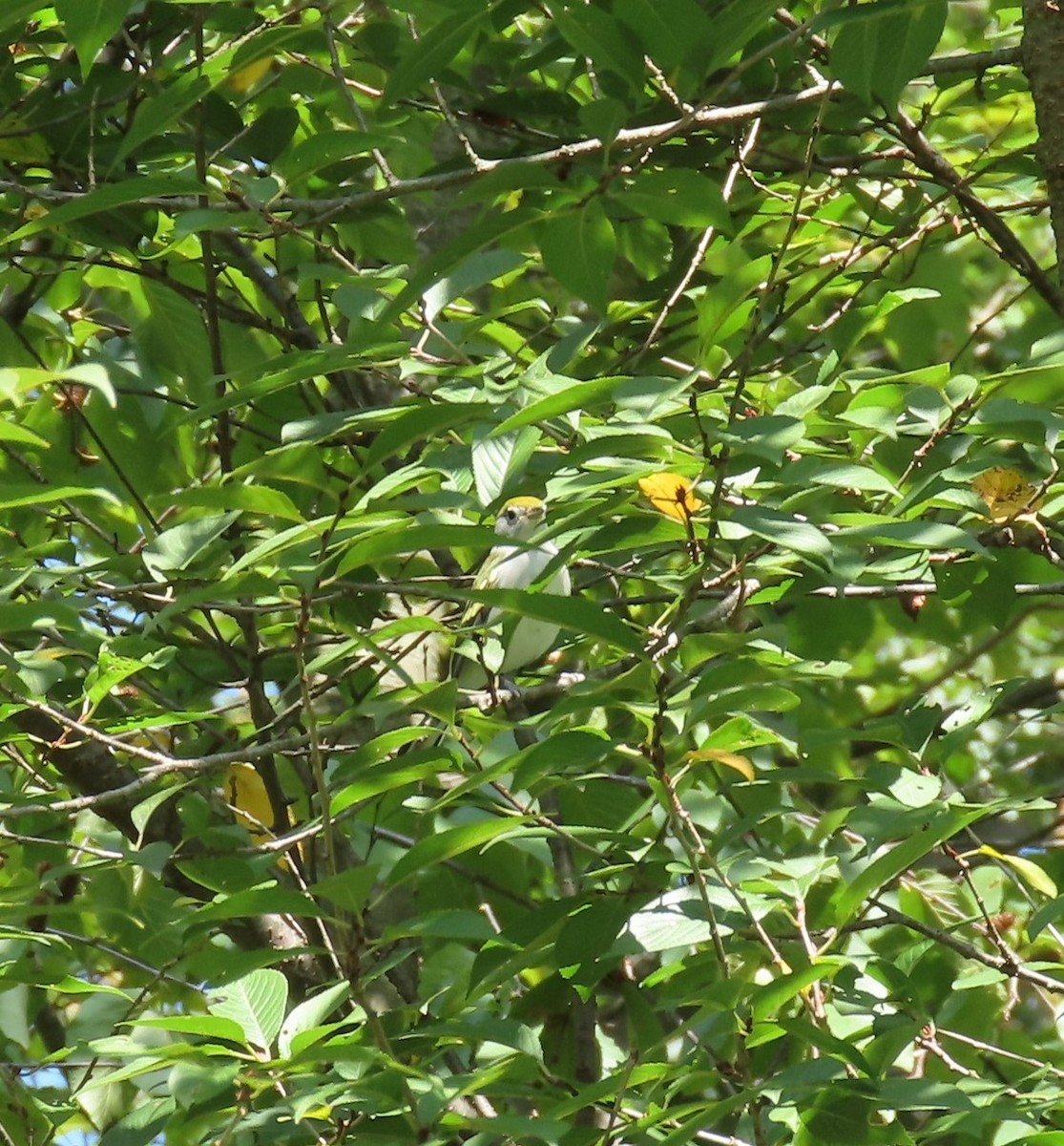 Chestnut-sided Warbler - ML641628215