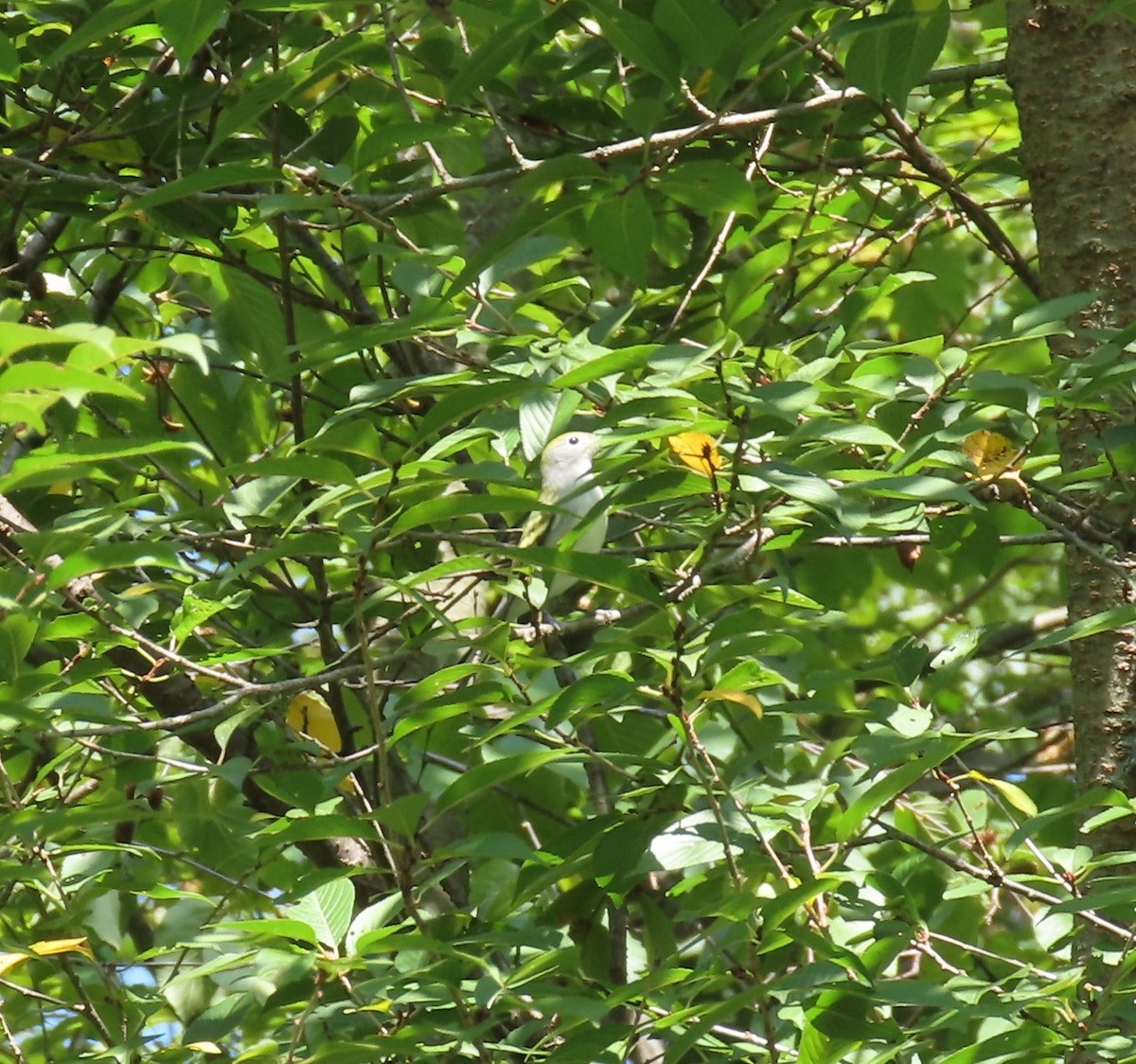 Chestnut-sided Warbler - ML641628216
