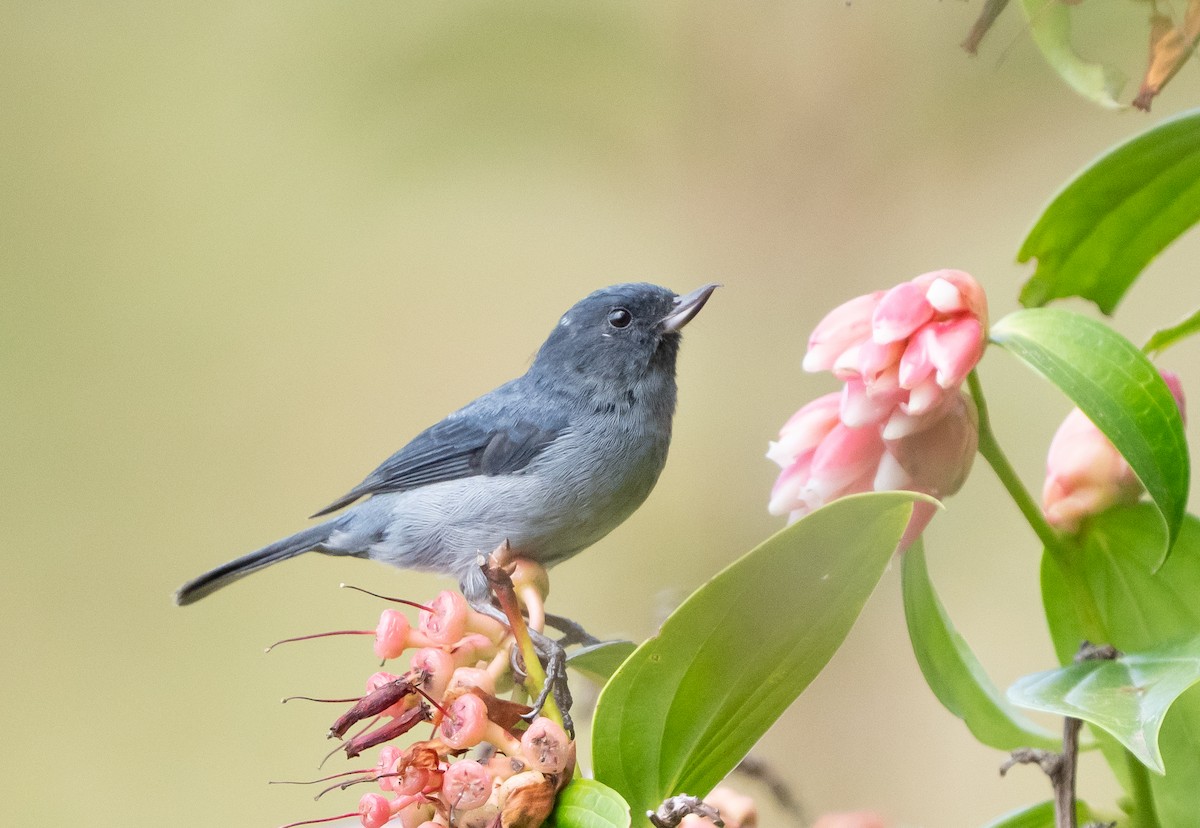 Slaty Flowerpiercer - ML641628220
