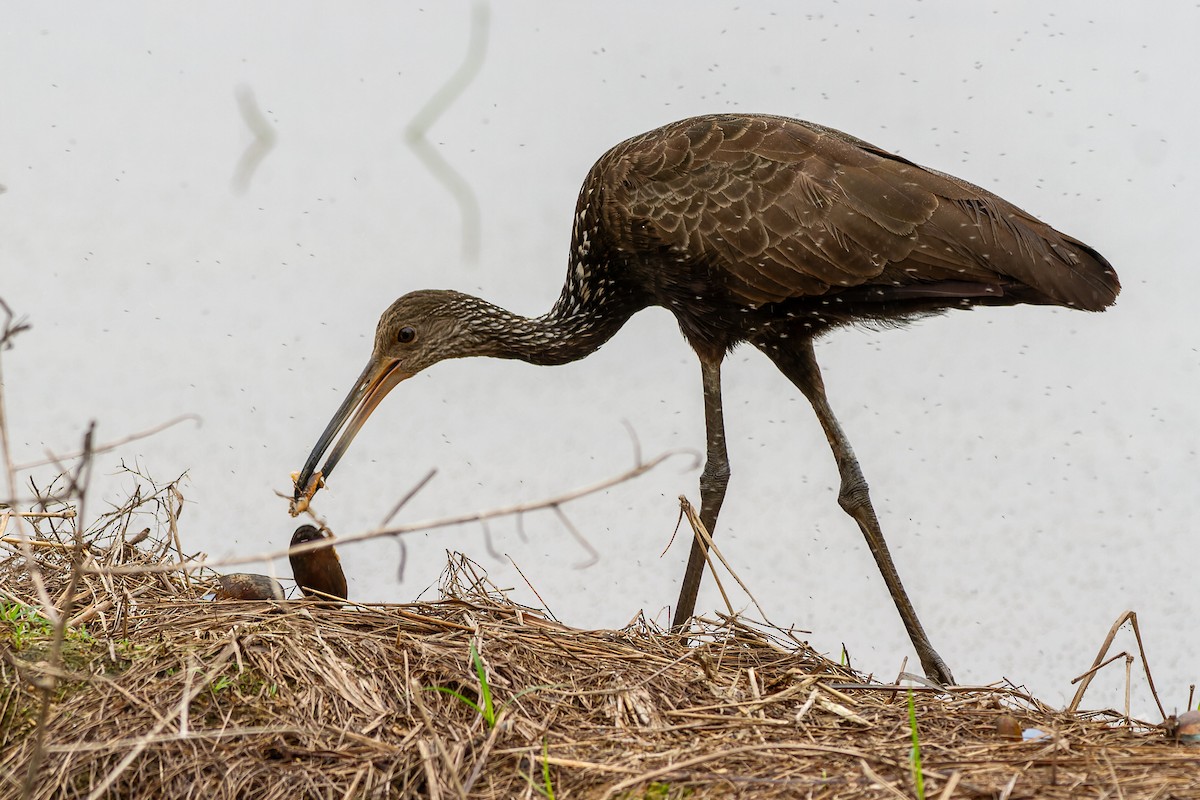 Limpkin - ML641628221
