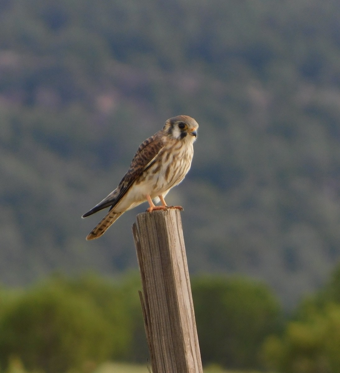 American Kestrel (Northern) - ML64162831