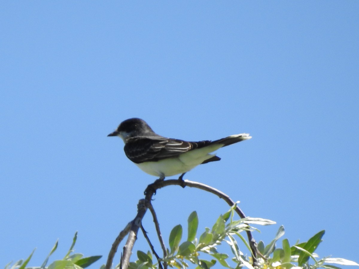 טירן מזרחי - ML641628404