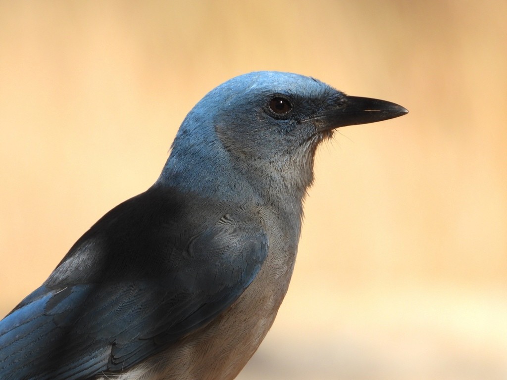 Mexican Jay - ML641628417