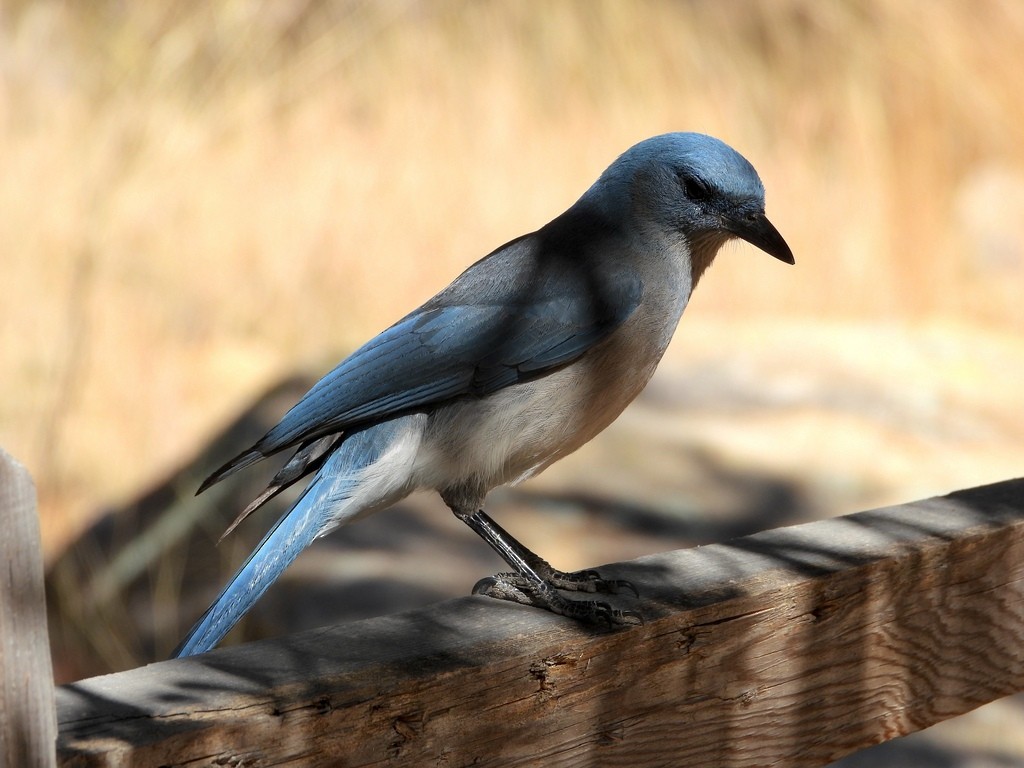 Mexican Jay - ML641628418