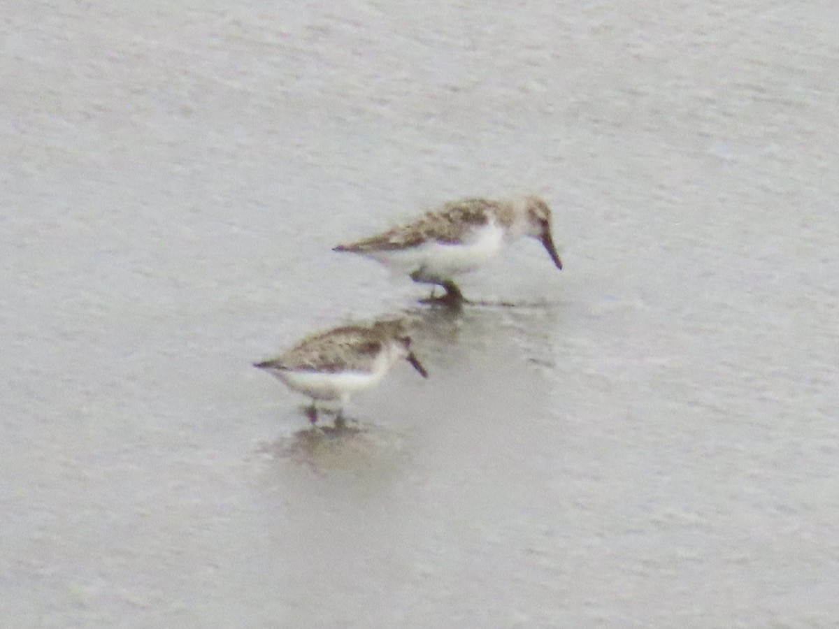 Bergstrandläufer - ML641628472