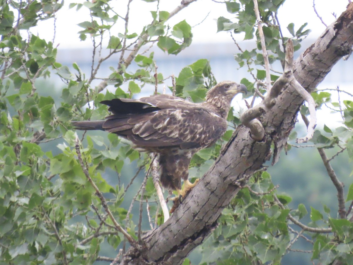 Weißkopf-Seeadler - ML641628485