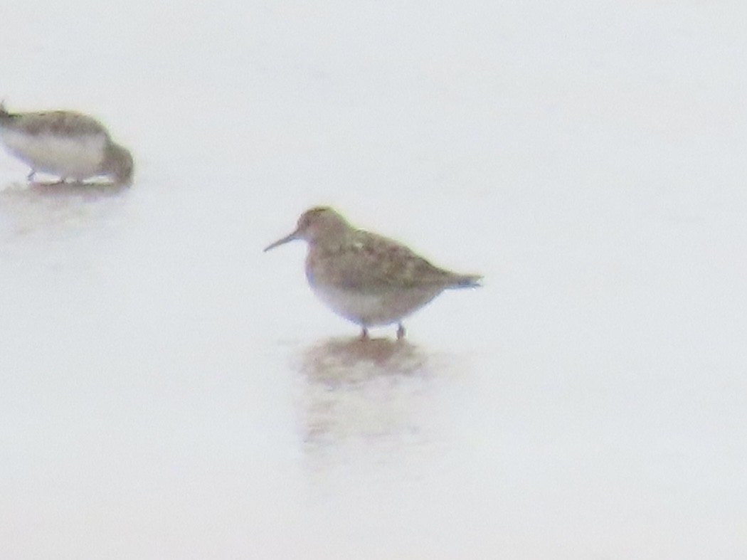 Graubrust-Strandläufer - ML641628491