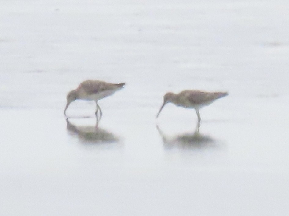 Bindenstrandläufer - ML641628495