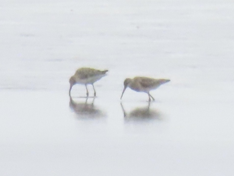 Bindenstrandläufer - ML641628498
