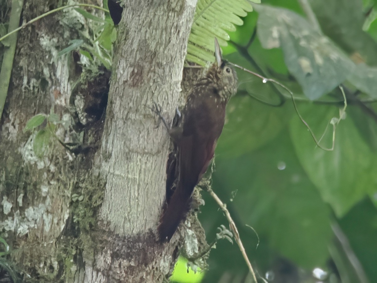 Spotted Woodcreeper - ML641628519
