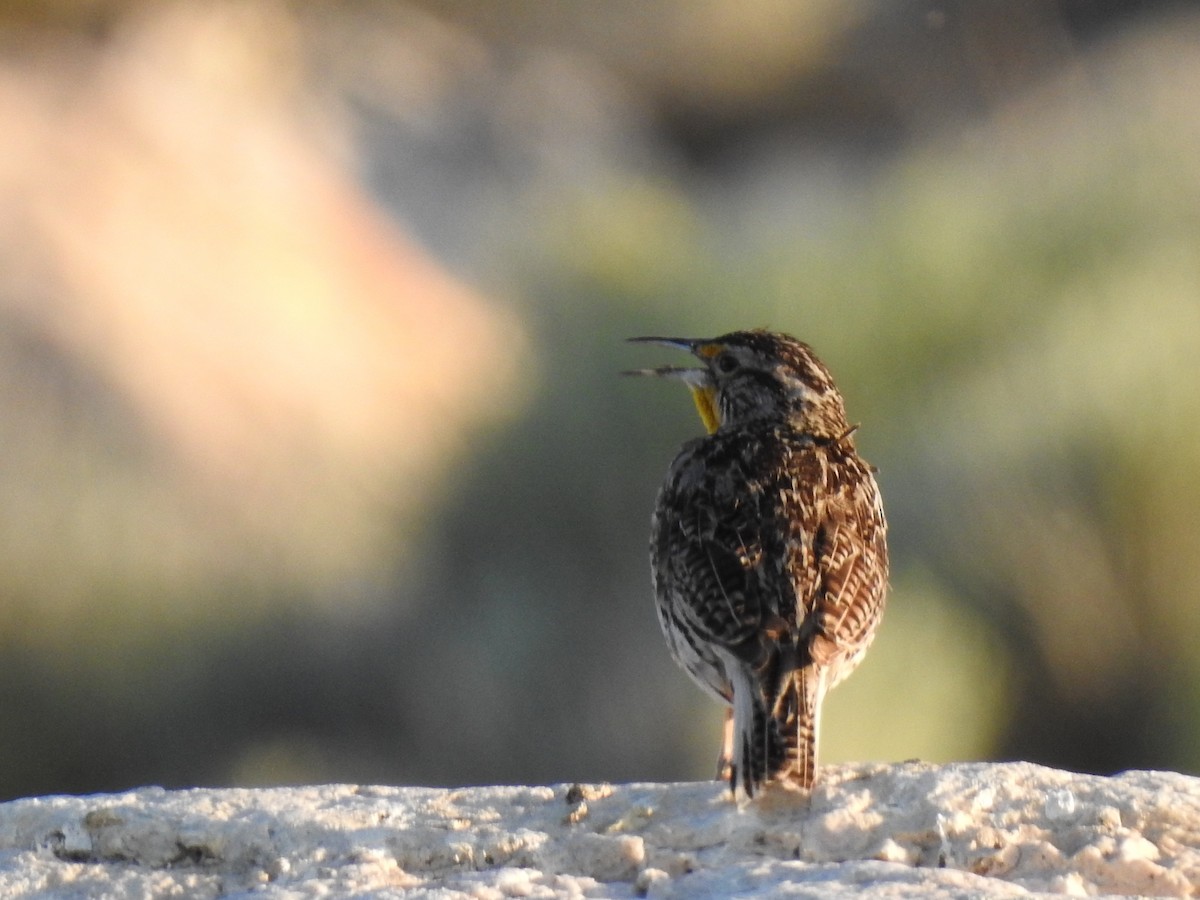 Western Meadowlark - ML641628542