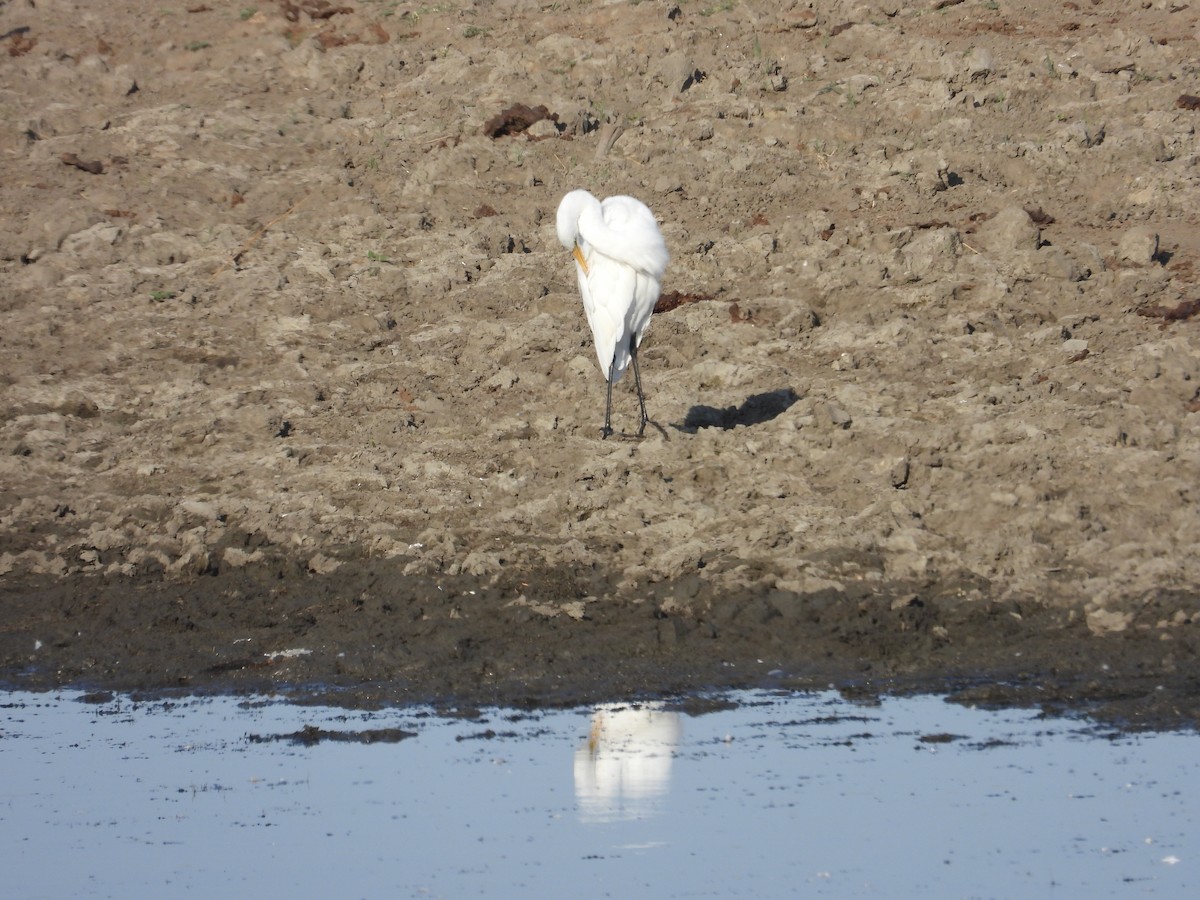 Great Egret - ML641628571
