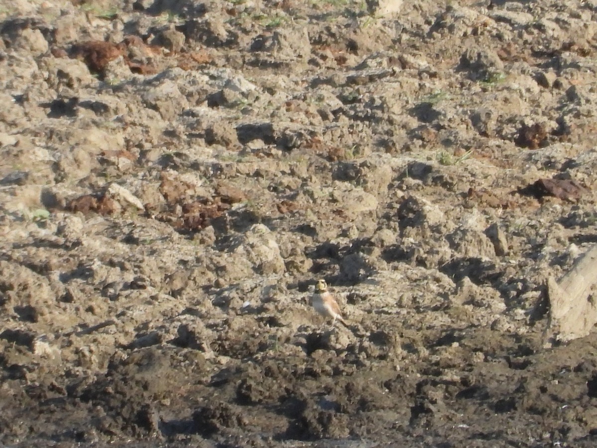 Horned Lark - ML641628596