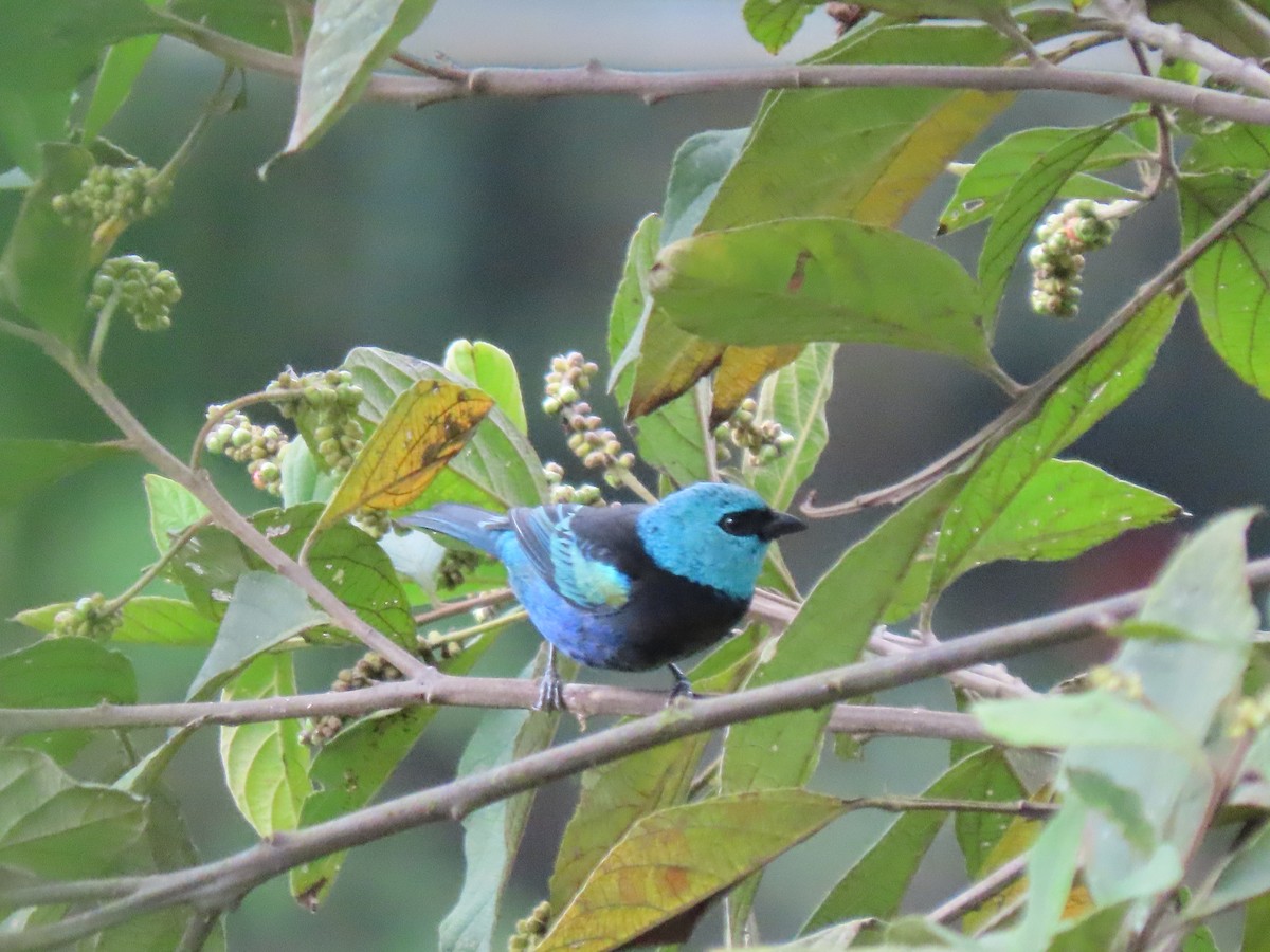 Blue-necked Tanager - ML641628616