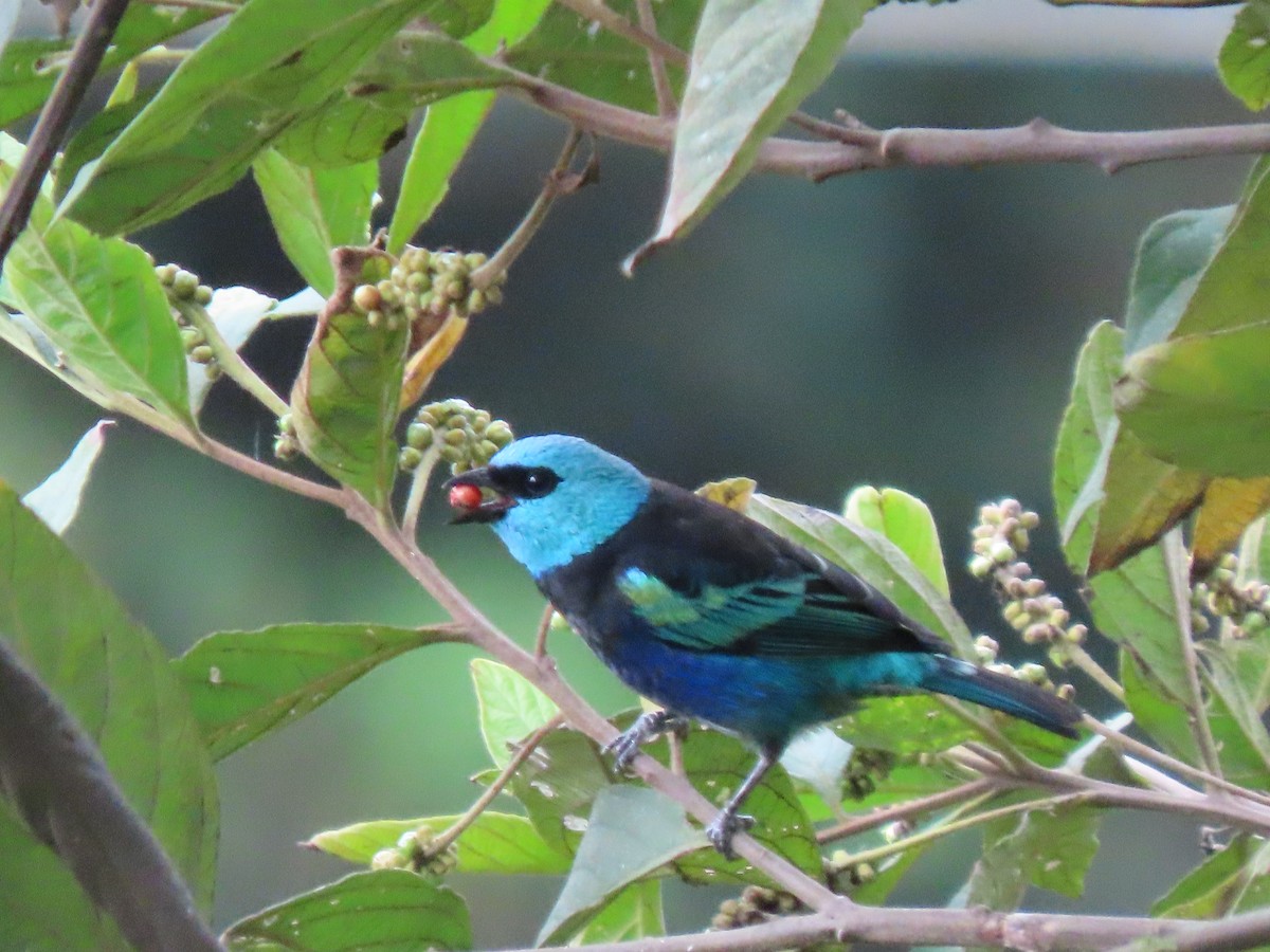 Blue-necked Tanager - ML641628617