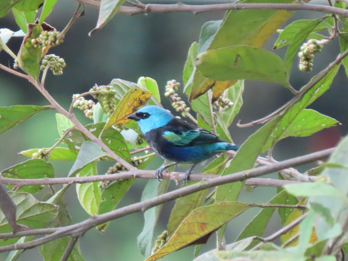 Blue-necked Tanager - ML641628618