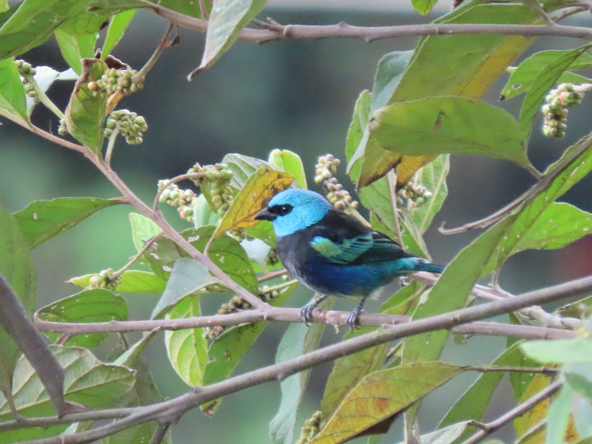 Blue-necked Tanager - ML641628619