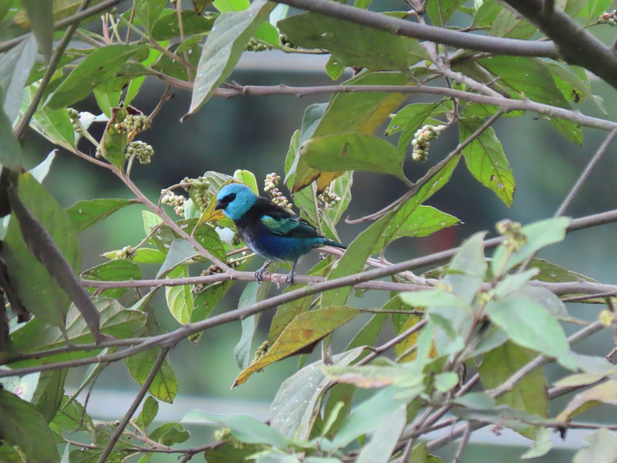 Blue-necked Tanager - ML641628620