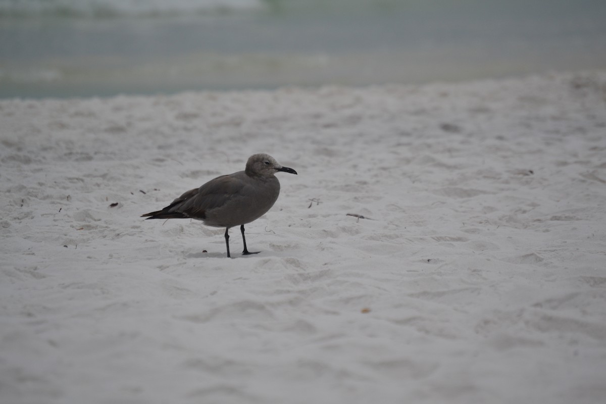 Gray Gull - ML641628621