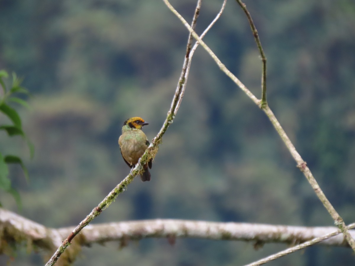 Flame-faced Tanager - ML641628637