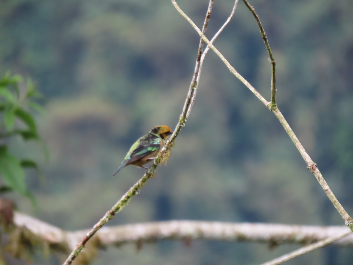 Flame-faced Tanager - ML641628638