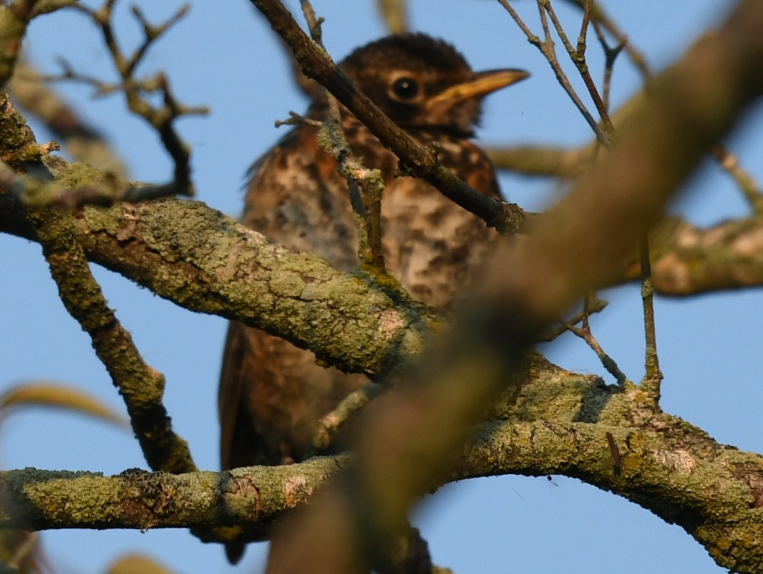 American Robin - ML641628641