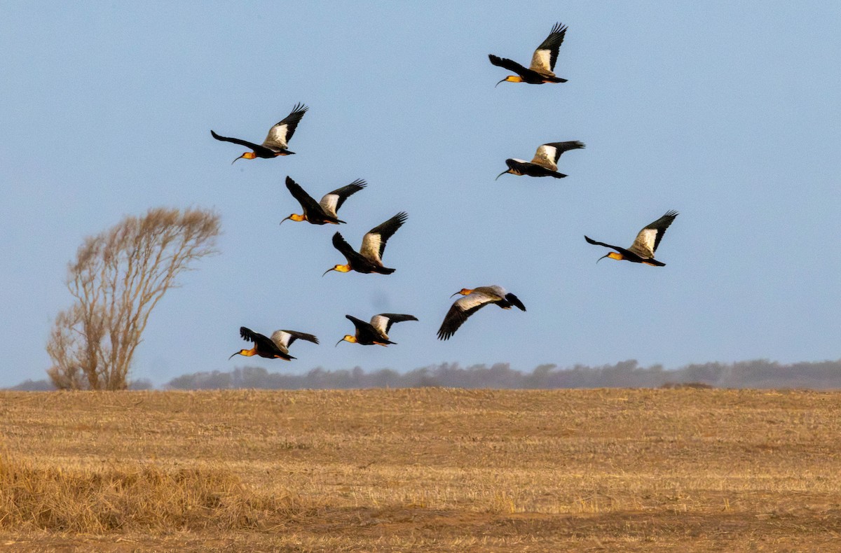 Buff-necked Ibis - ML641628659
