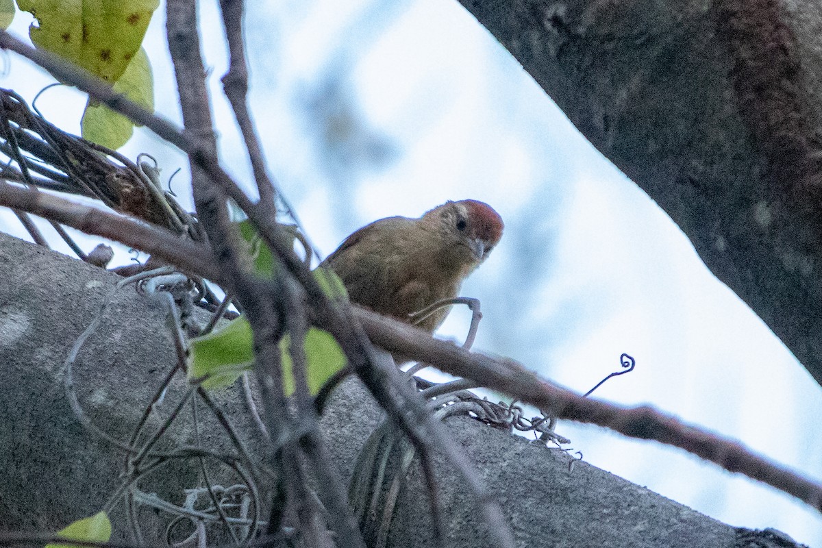 Rusty-backed Spinetail - ML641628667