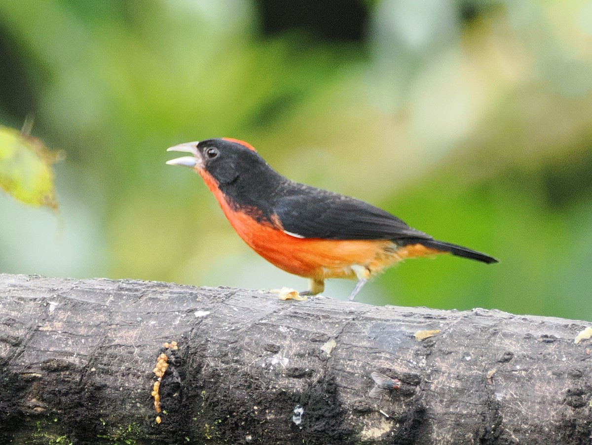 Crimson-breasted Finch - ML641628676