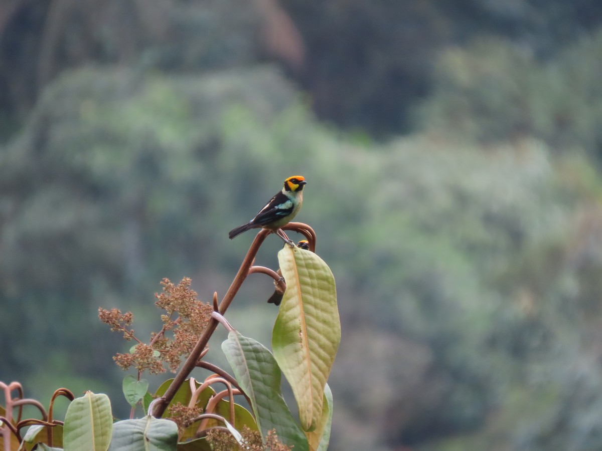 Flame-faced Tanager - ML641628678