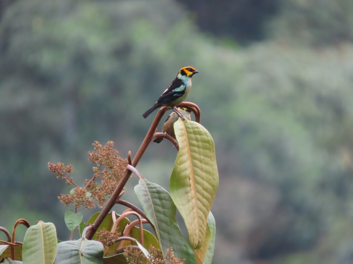 Flame-faced Tanager - ML641628679