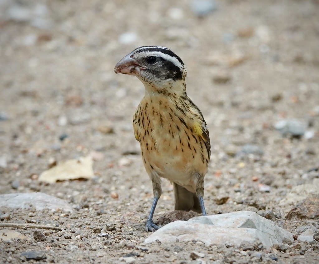 Rose-breasted Grosbeak - ML641628686