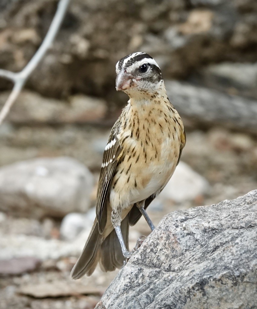 Rose-breasted Grosbeak - ML641628687